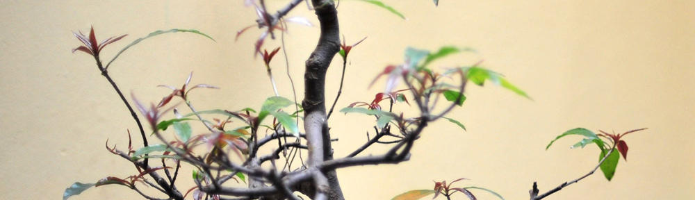 BOBO女神臻選線上商店